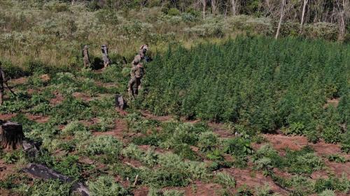 Destruyen 5 hectáreas de marihuana y sin ninguna detención